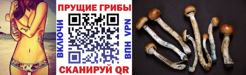 Псилоцибиновые грибы Cubensis  Таруса 